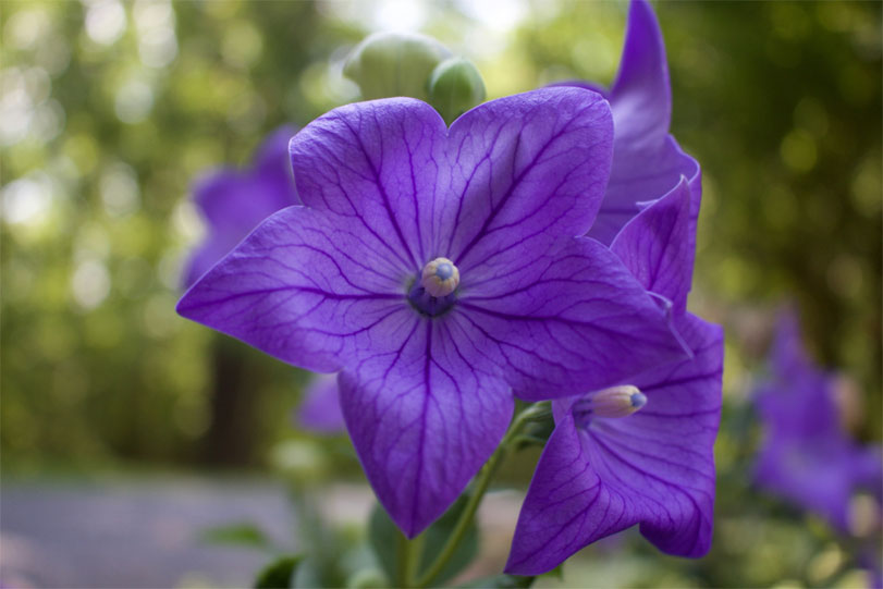 Balloon-Flower