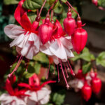 Fuchsia in greenhouse