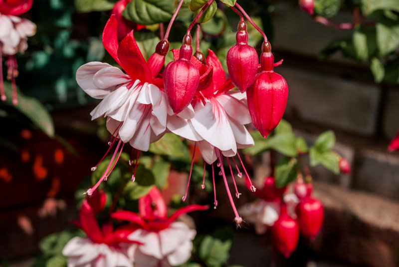 Fuchsia in greenhouse