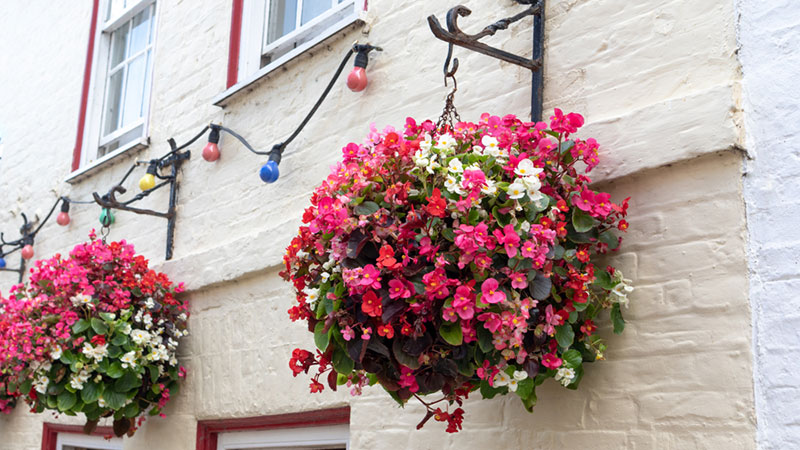 Hanging-Baskets-of-Wax-Begonia