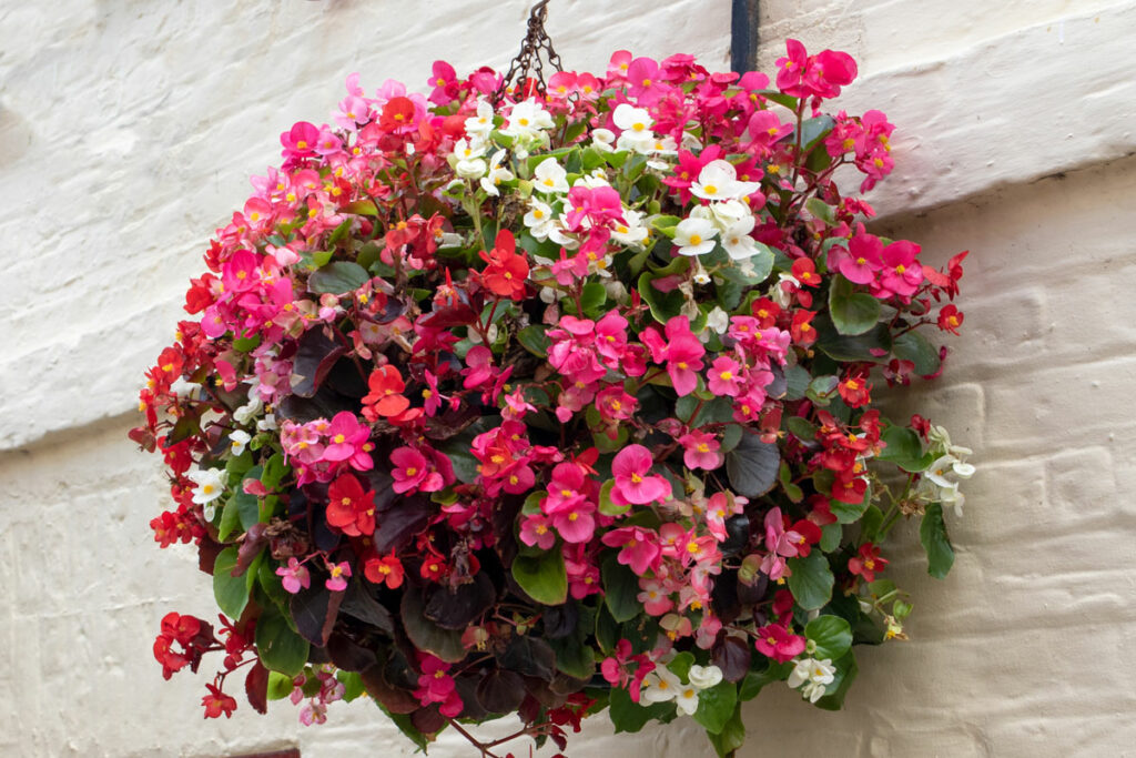 Hanging Wax Begonia