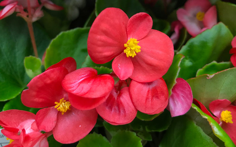 Wax Begonia How To Grow And Care For Wax Begonias Garden Lovers Club