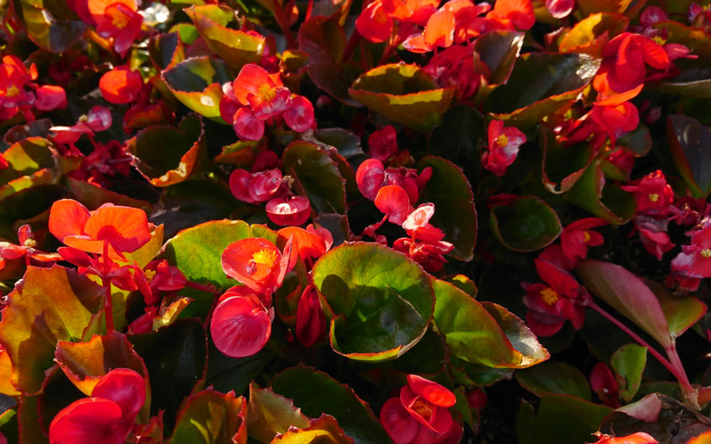 Wax Begonia