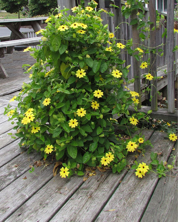 black-eyed susan vine trellis