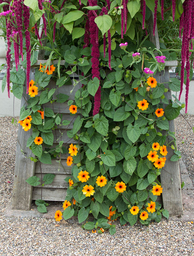 black-eyed susan vine trellis