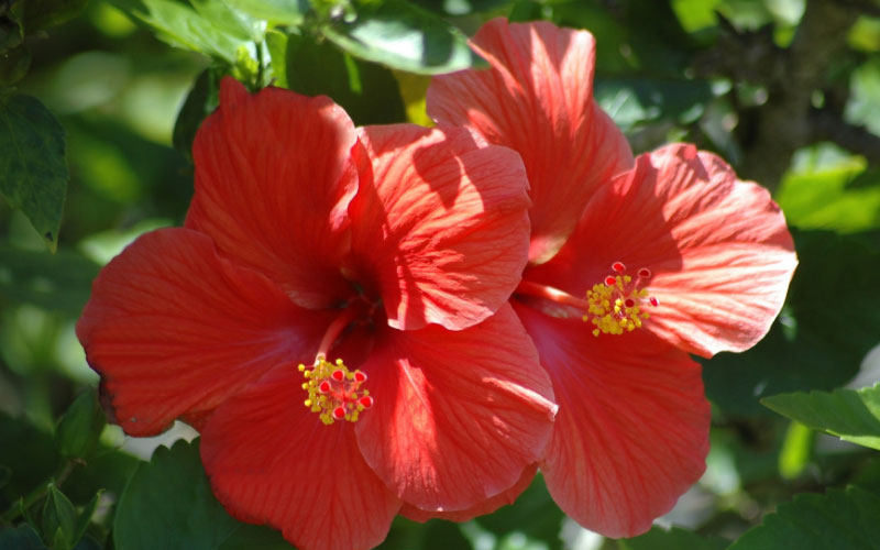 hibiscus deadhead