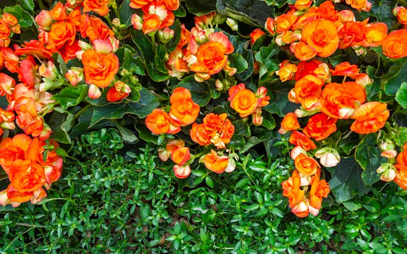 orange-Begonia-flowers