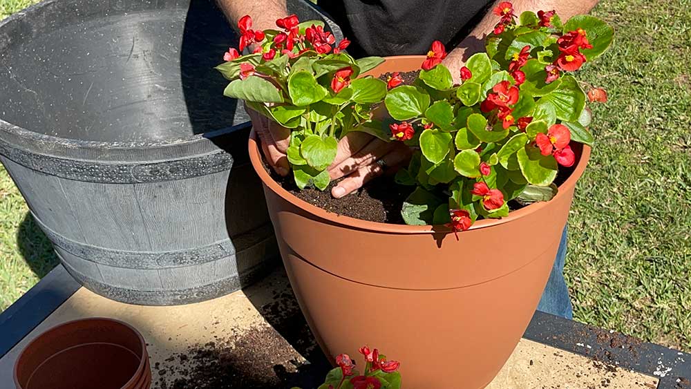 potting a begonia