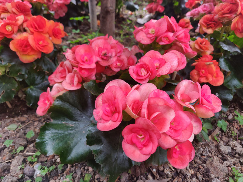 wax begonia planted in-ground