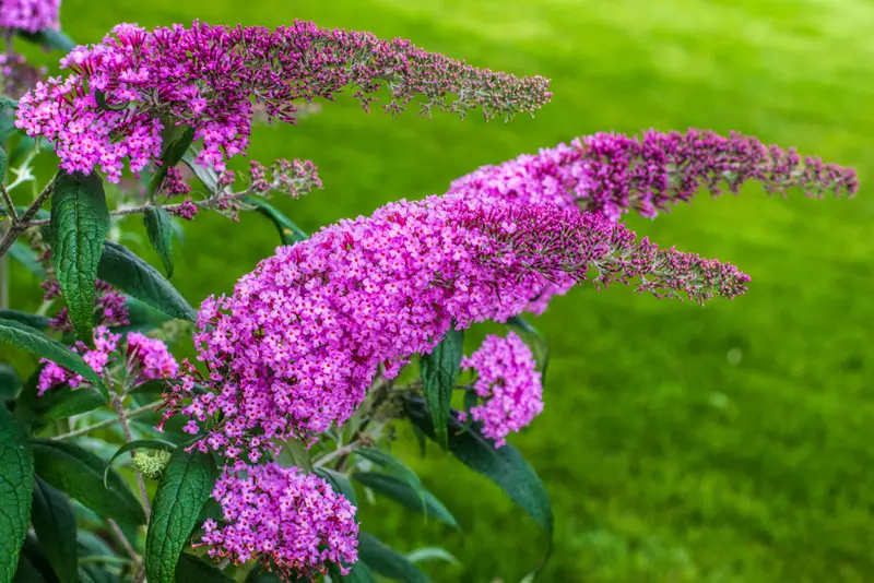 Butterfly-Bush