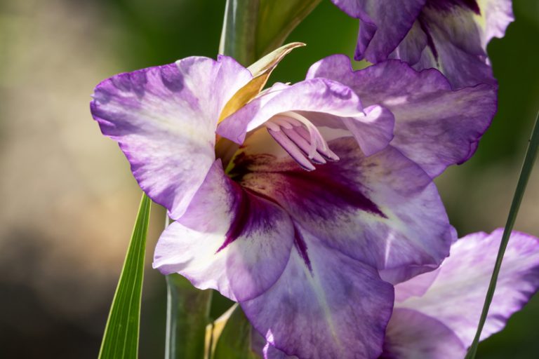 Gladiolus Plant Guide How to Grow and Care for Gladiolus Flower