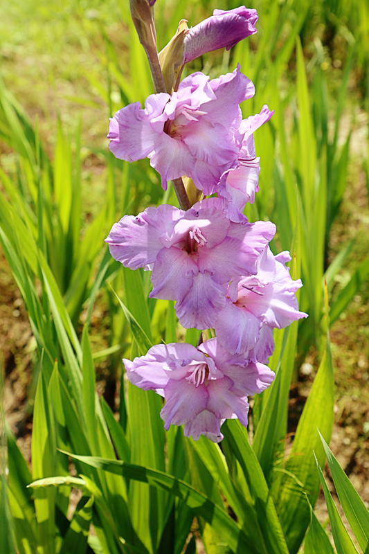 Gladiolus-Flower-03