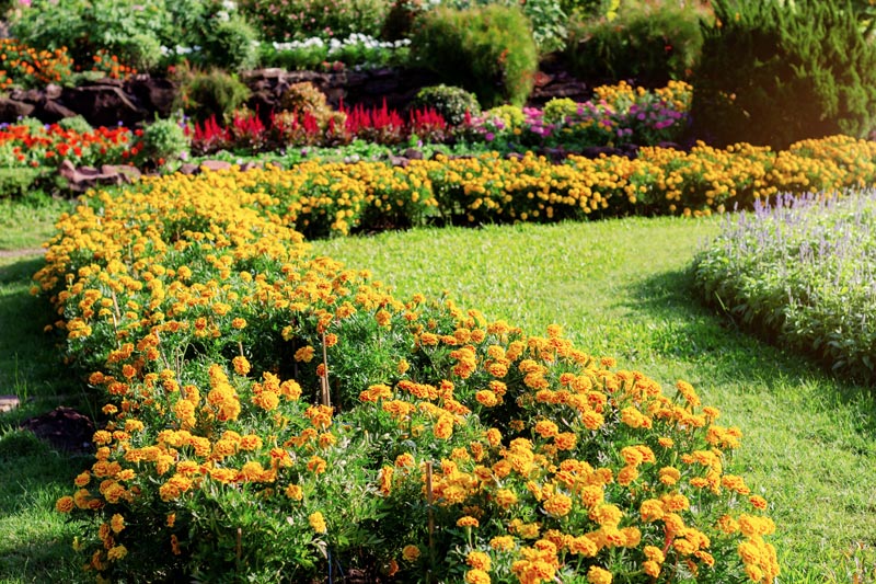 How To Grow And Care For Marigolds Garden Lovers Club How To Grow And Care For Marigolds Garden Lovers Club