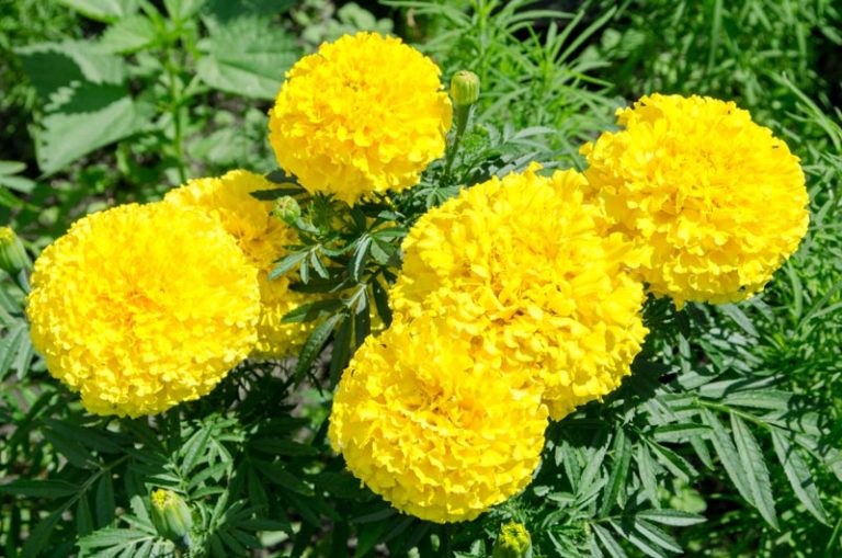 How to Grow and Care for Marigolds Garden Lovers Club