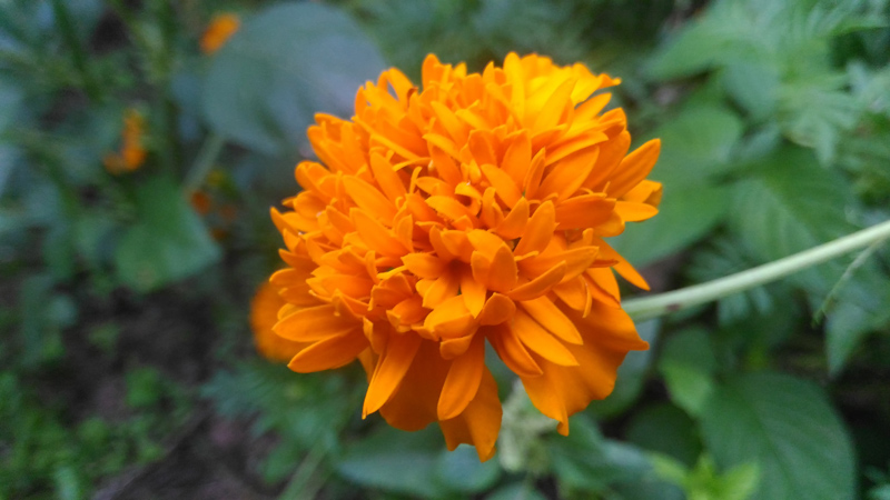 Marigolds-03