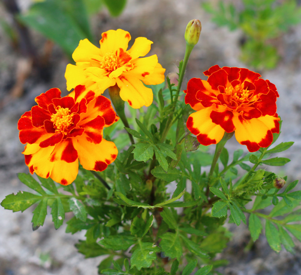 How To Grow And Care For Marigolds Garden Lovers Club