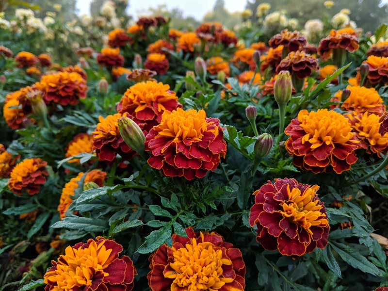 growing marigolds