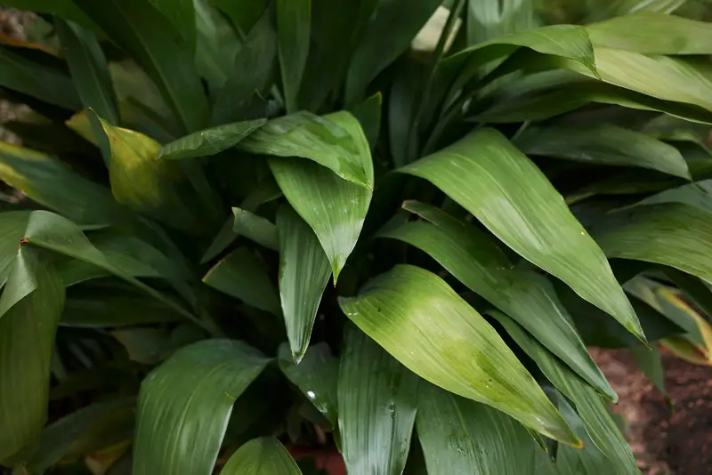 Aspidistra-01