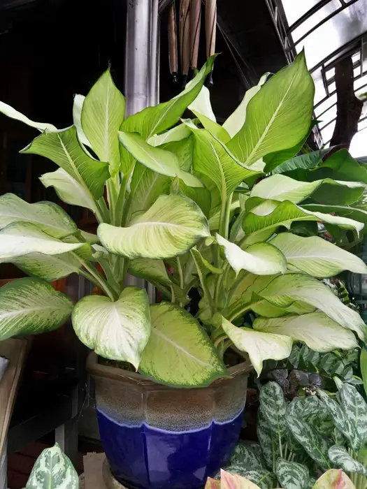 Chinese-Evergreen-01