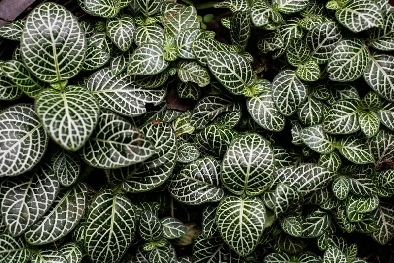 Fittonia-01