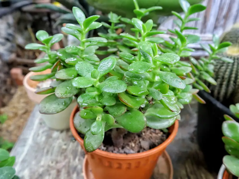 Jade-Plant-02