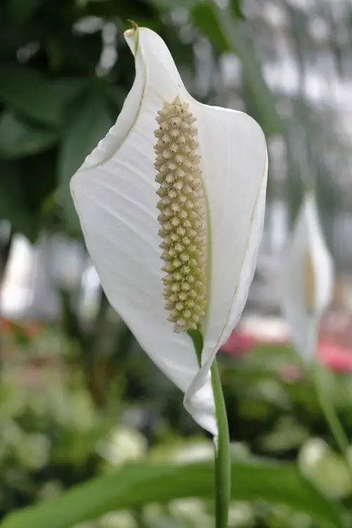 Peace-Lily-02