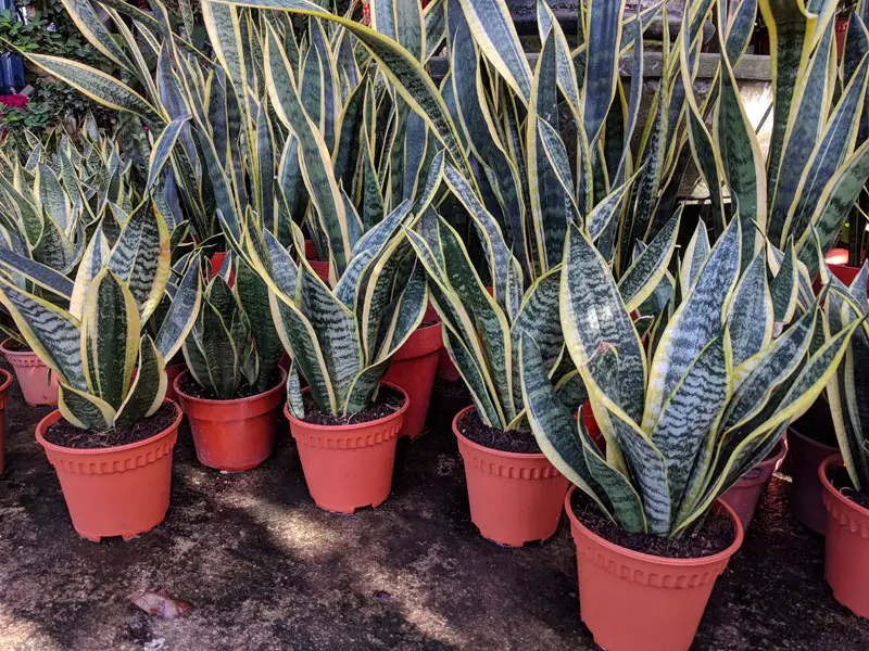 Snake-Plant-01