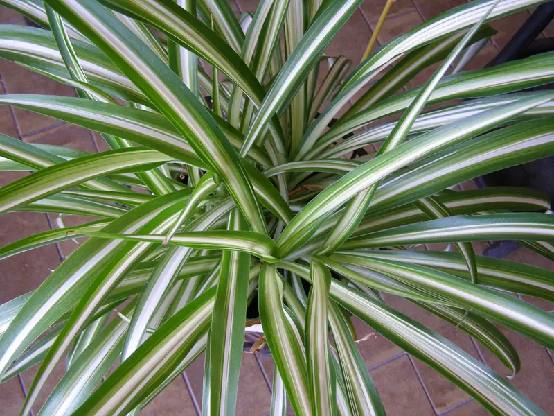 Spider-Plant