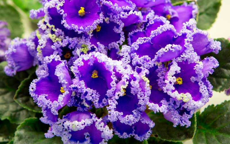 10 Tips For Caring For African Violets Garden Lovers Club