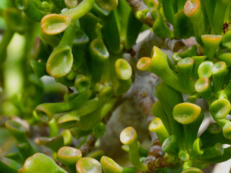 Hobbit Jade Plant Guide Tips on How to Grow Garden Lovers Club