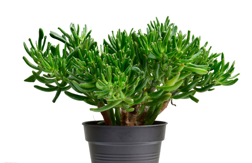 hobbit-Jade-Crassula-ovata