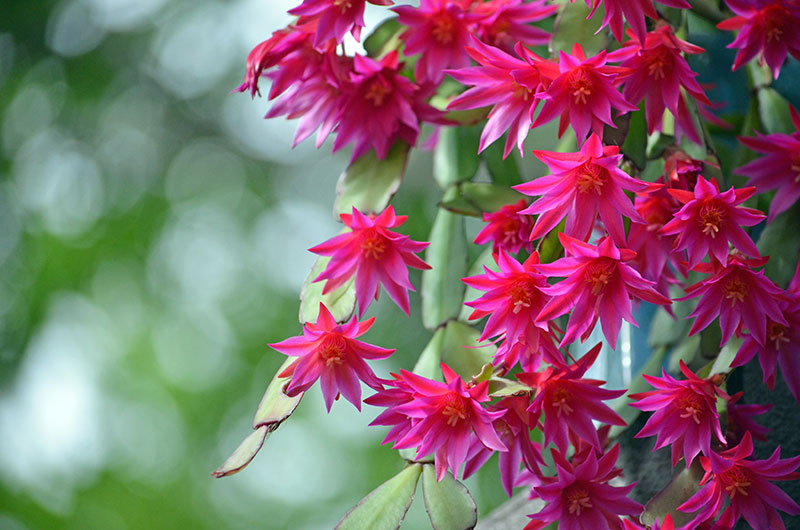 Christmas Cactus: How to Grow and Care for Christmas Cactus - Garden Lovers Club