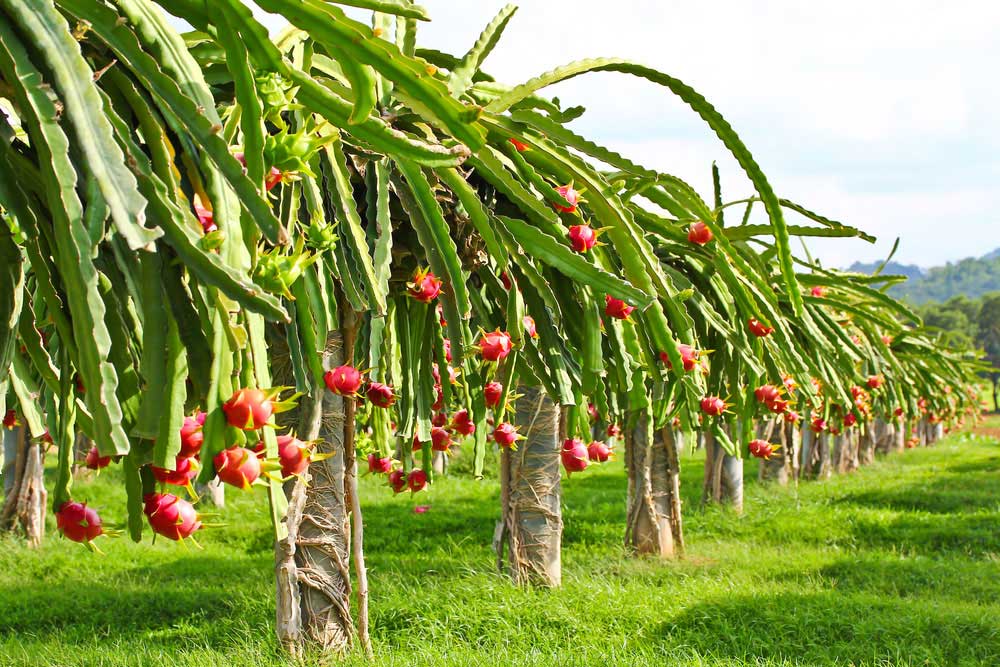 Dragon fruit tree field