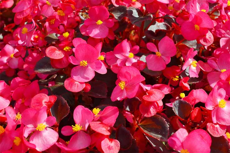 begonia closeup