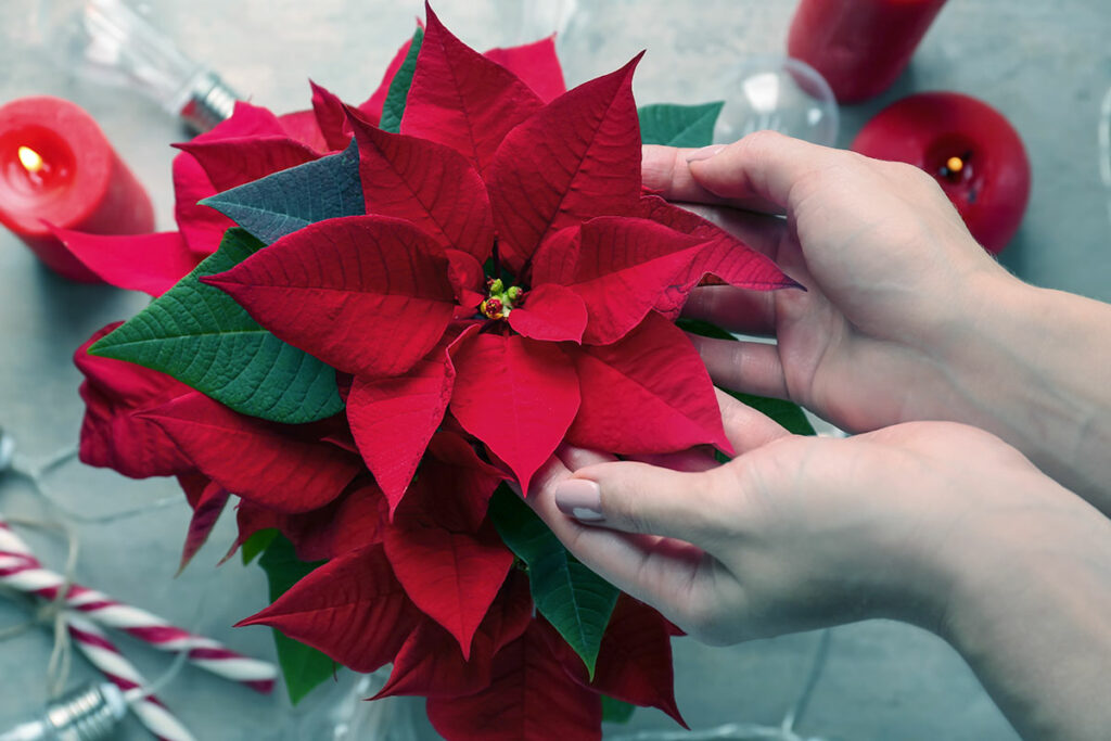 caring for poinsettia plants