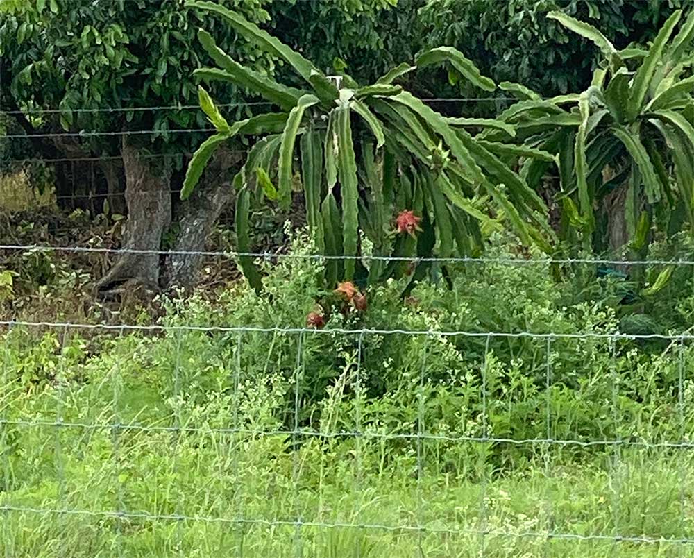 Dragon Fruit Plant Field