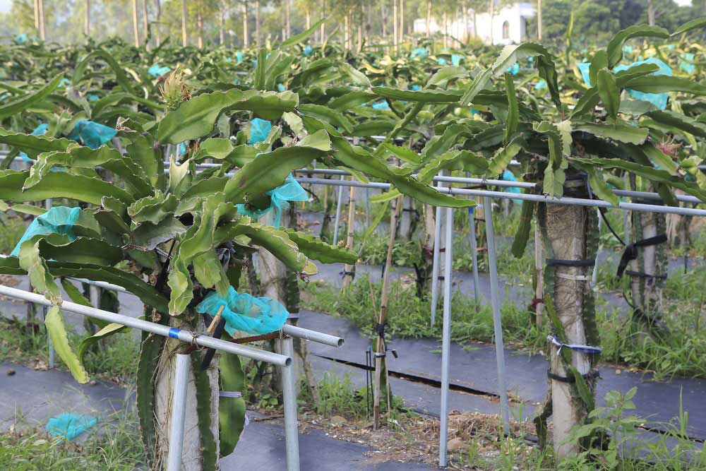 pitaya plants