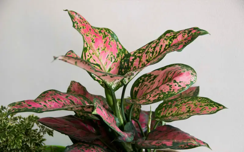 Chinese Evergreen