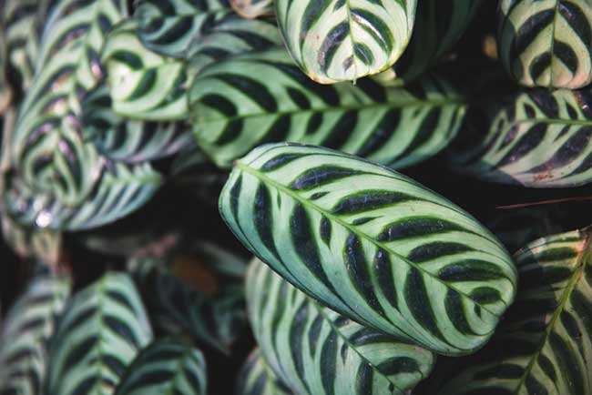 Calathea Plant Care Guide: Tips for Growing - Garden Lovers Club