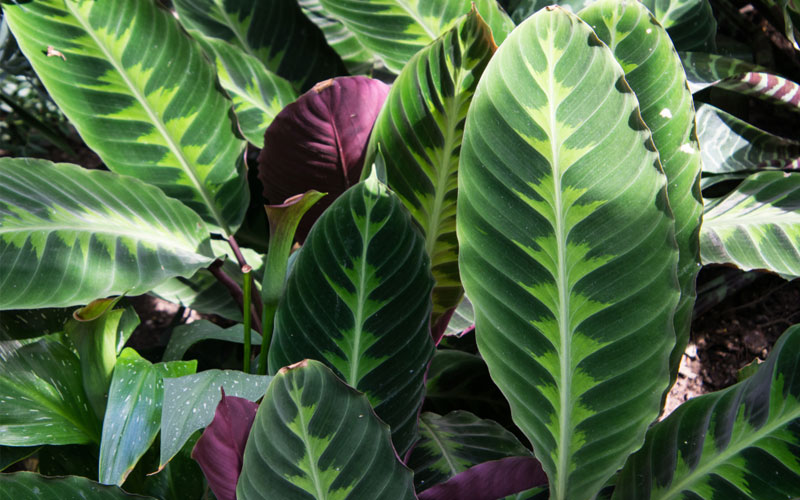 Calathea Plant Care Guide Tips for Growing Garden Calathea Plant Care Guide Tips for Growing Garden