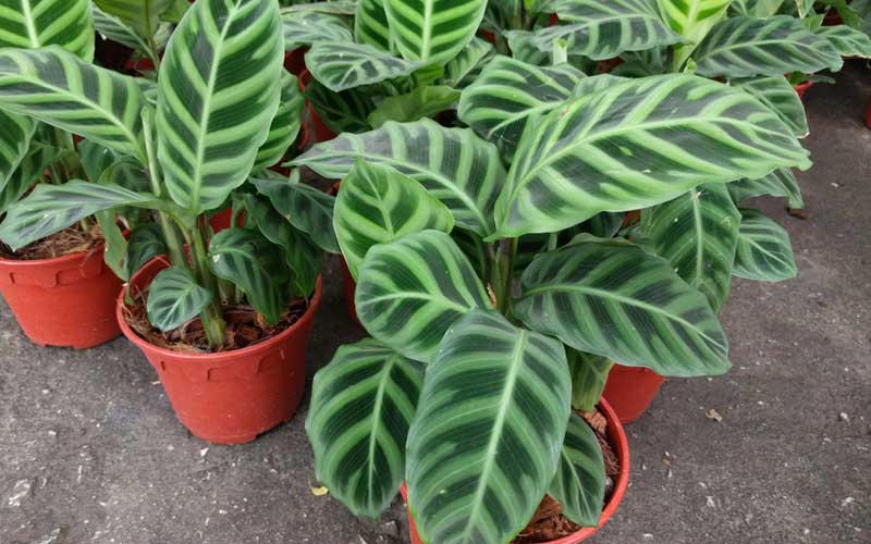 Calathea zebrine in a pot