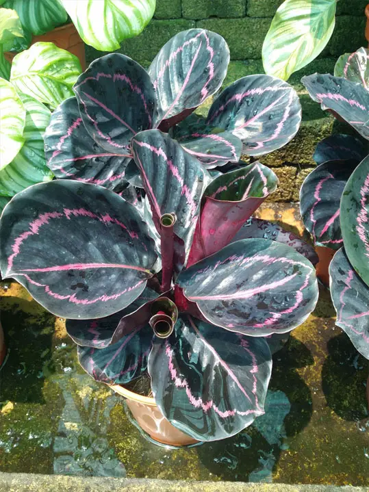 Calathea Plant