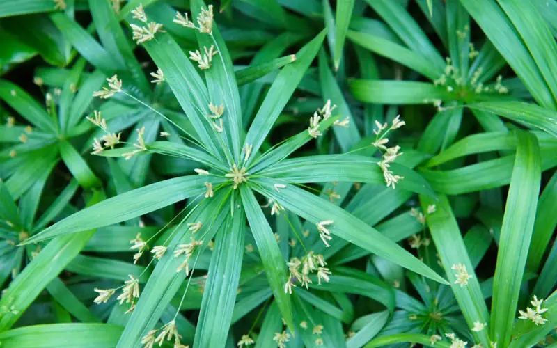 umbrella palm