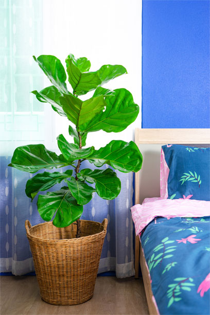 Fiddle-Leaf Fig lighted Bedroom