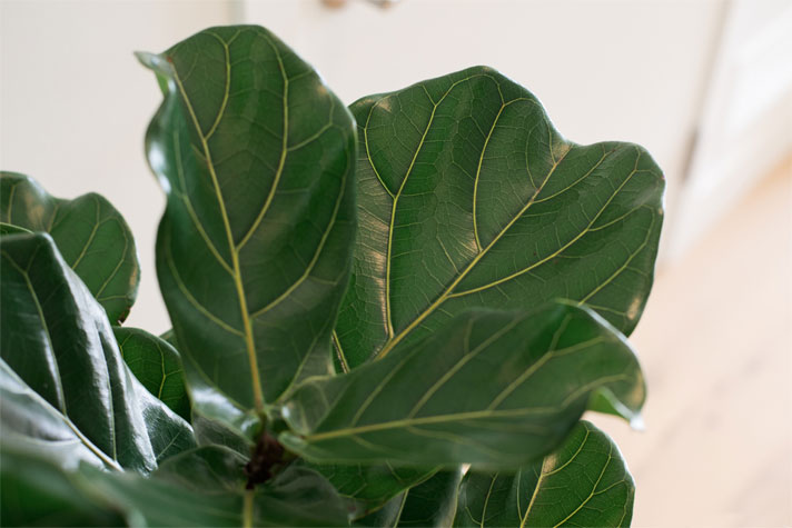 Fiddle Leaf Fig Leaves