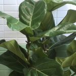 Fiddle-Leaf Fig tree