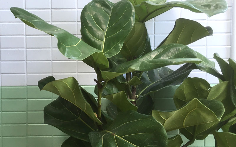 Fiddle-Leaf Fig tree