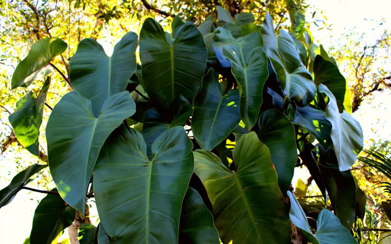 Heart-Leaf Philodendron