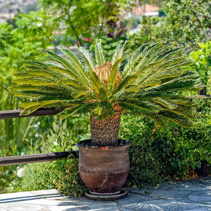 Japanese Sago Palm