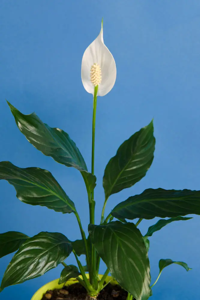 Peace Lily